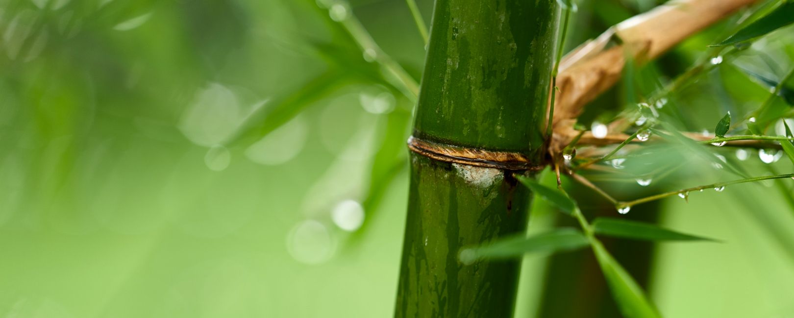 Bamboo stem water drops