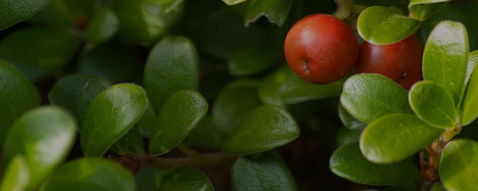 Bearberry berries macro