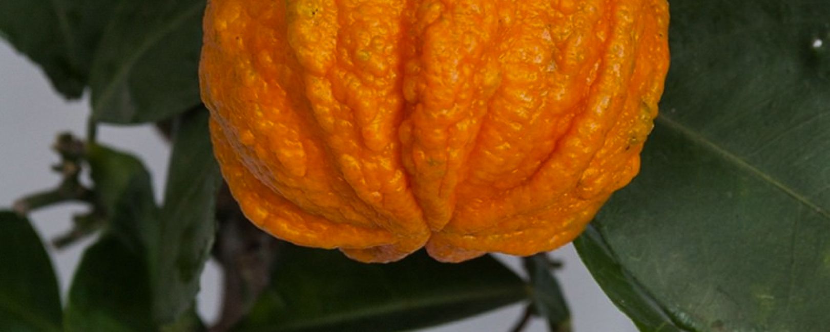 Bitter orange on tree