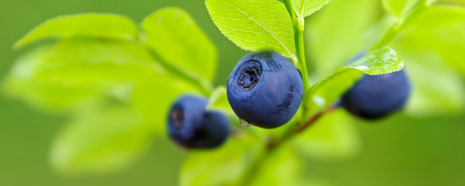 Blueberry macro on branch