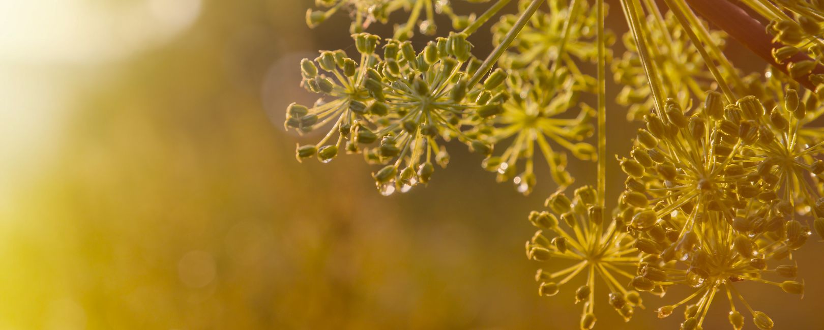 Dill flowers golden light
